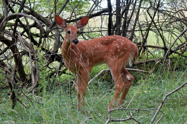 Обои картинки фото животные, олени, олень