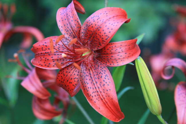 Обои картинки фото цветы, лилии, лилейники, лето, природа, красные, зелень