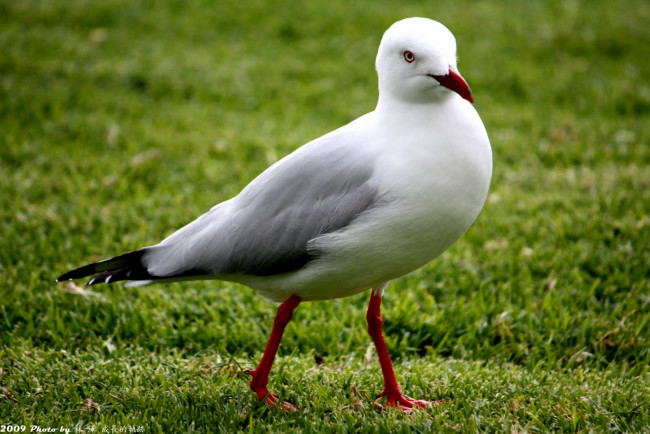 Обои картинки фото животные, Чайки, бакланы, крачки, чайка