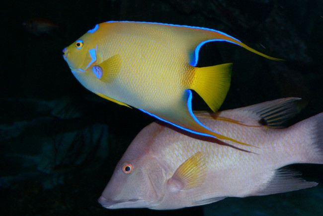 Обои картинки фото животные, рыбы