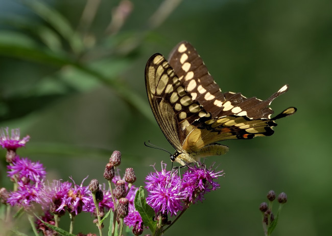 Обои картинки фото животные, бабочки, бабочка, цветы