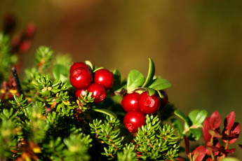 Картинка природа Ягоды брусника