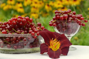 Картинка еда смородина лилия красная