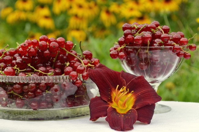 Обои картинки фото еда, смородина, лилия, красная