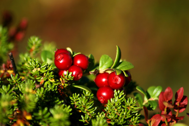 Обои картинки фото природа, Ягоды, брусника