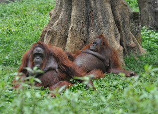 Картинка животные обезьяны трава пара дерево