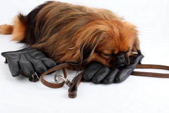 Картинка животные собаки собака пекинес