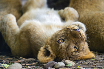 Картинка животные львы малыш