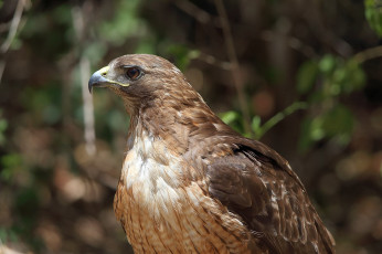 Картинка животные птицы+-+хищники хищник птица