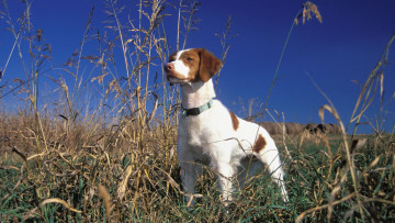 Картинка животные собаки взгляд