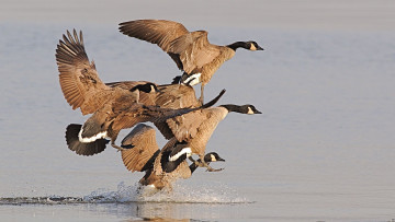 Картинка животные утки гуси