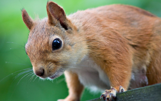 Обои картинки фото животные, белки, уши