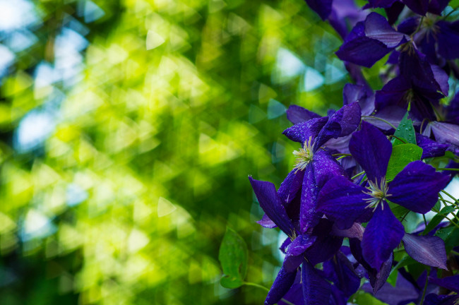 Обои картинки фото цветы, клематис , ломонос, клематис, цветение