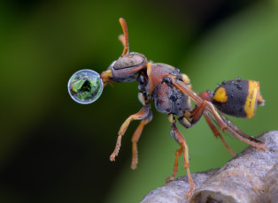 Картинка животные пчелы +осы +шмели капля оса макро