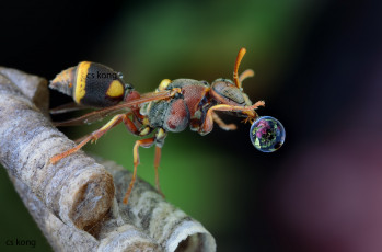 Картинка животные пчелы +осы +шмели макро оса капля лист