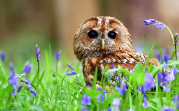 Картинка животные совы колокольчики цветы птица сова серая неясыть