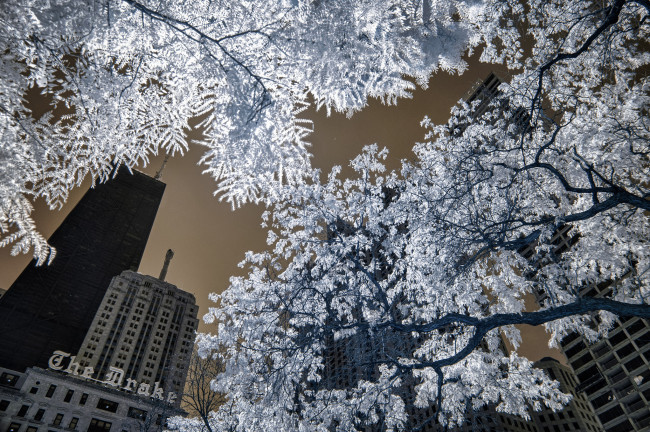 Обои картинки фото разное, компьютерный дизайн, обработка, город, деревья