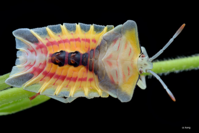 Обои картинки фото животные, насекомые, фон, насекомое, жук, травинка, макро