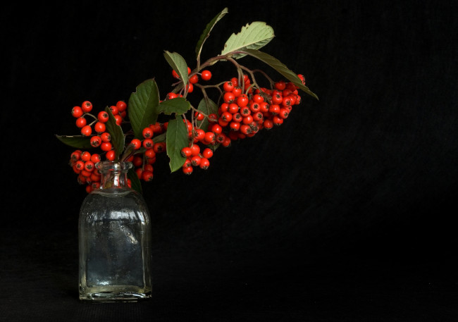 Обои картинки фото еда, рябина