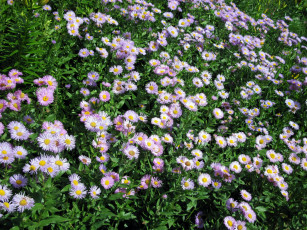 Картинка цветы маргаритки много