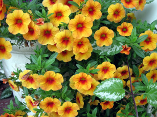 Картинка цветы петунии +калибрахоа калибрахоа