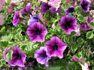 Картинка цветы петунии +калибрахоа лиловый