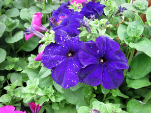 Картинка цветы петунии +калибрахоа синий