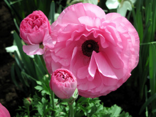 Картинка цветы ранункулюс+ азиатский+лютик розовый бутоны