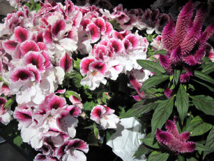 Картинка цветы разные+вместе герань