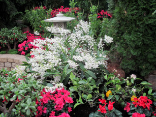 Картинка цветы разные+вместе клумба