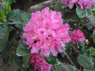 Картинка цветы рододендроны+ азалии азалия