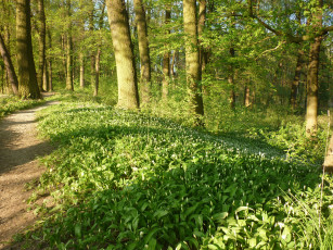 Картинка природа лес цветы деревья весна