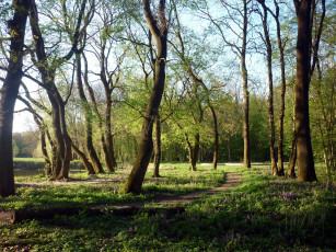 Картинка природа лес цветы дорожка весна