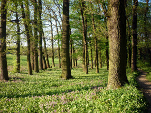 Картинка природа лес деревья весна цветы