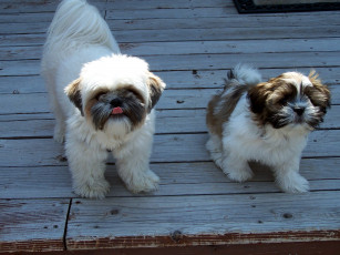 Картинка животные собаки щенки