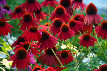 Картинка цветы эхинацея лекарственные