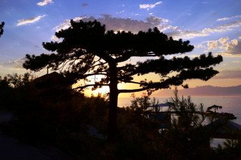 Картинка природа восходы закаты дерево закат облака