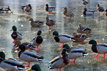 Картинка животные утки птицы много