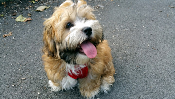 Картинка животные собаки щенок