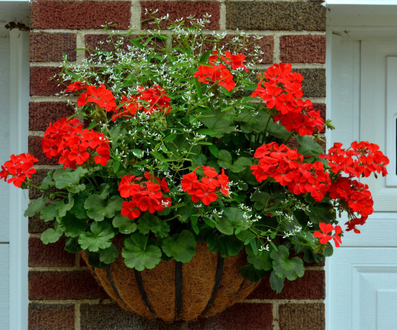 Обои картинки фото цветы, герань, алый