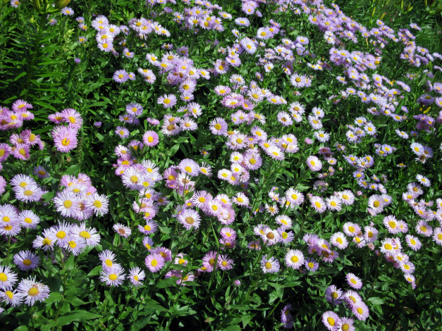 Обои картинки фото цветы, маргаритки, много