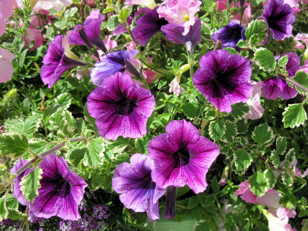 Обои картинки фото цветы, петунии,  калибрахоа, лиловый