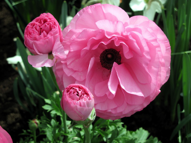 Обои картинки фото цветы, ранункулюс , азиатский лютик, розовый, бутоны