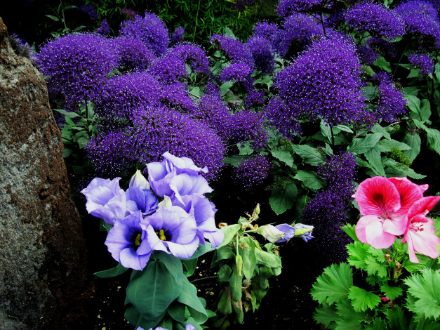 Обои картинки фото цветы, разные вместе, герань, эустома