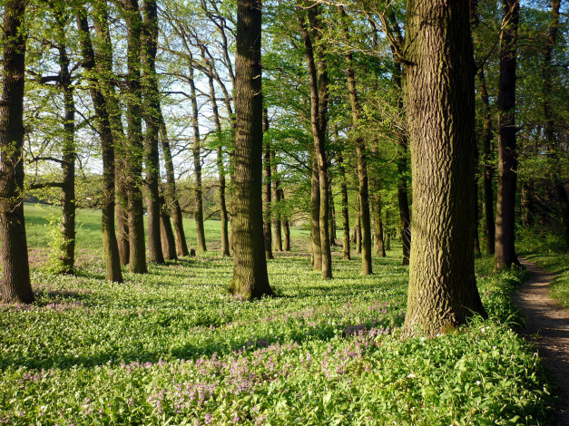 Обои картинки фото природа, лес, деревья, весна, цветы