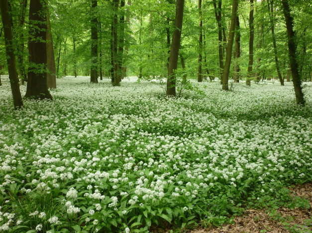 Обои картинки фото природа, лес, лук, медвежий, деревья