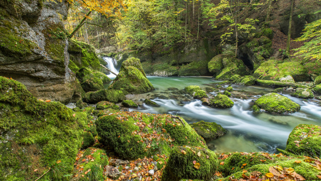 Обои картинки фото природа, реки, озера, река, лес