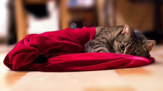 Обои картинки фото животные, коты, ткань, взгляд