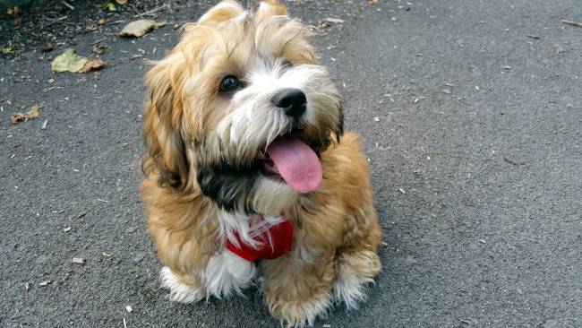 Обои картинки фото животные, собаки, щенок