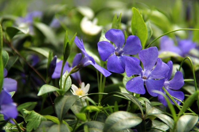 Обои картинки фото цветы, барвинок, синий